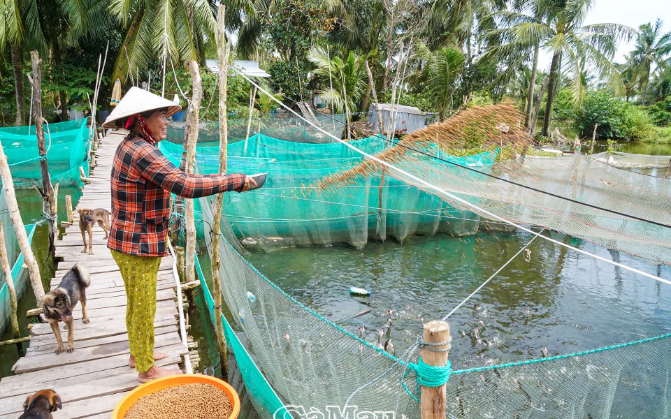 Nuôi cá rô, nuôi cá lóc trong dèo lưới mùa nước nổi, nông dân Cà Mau lãi hàng trăm triệu