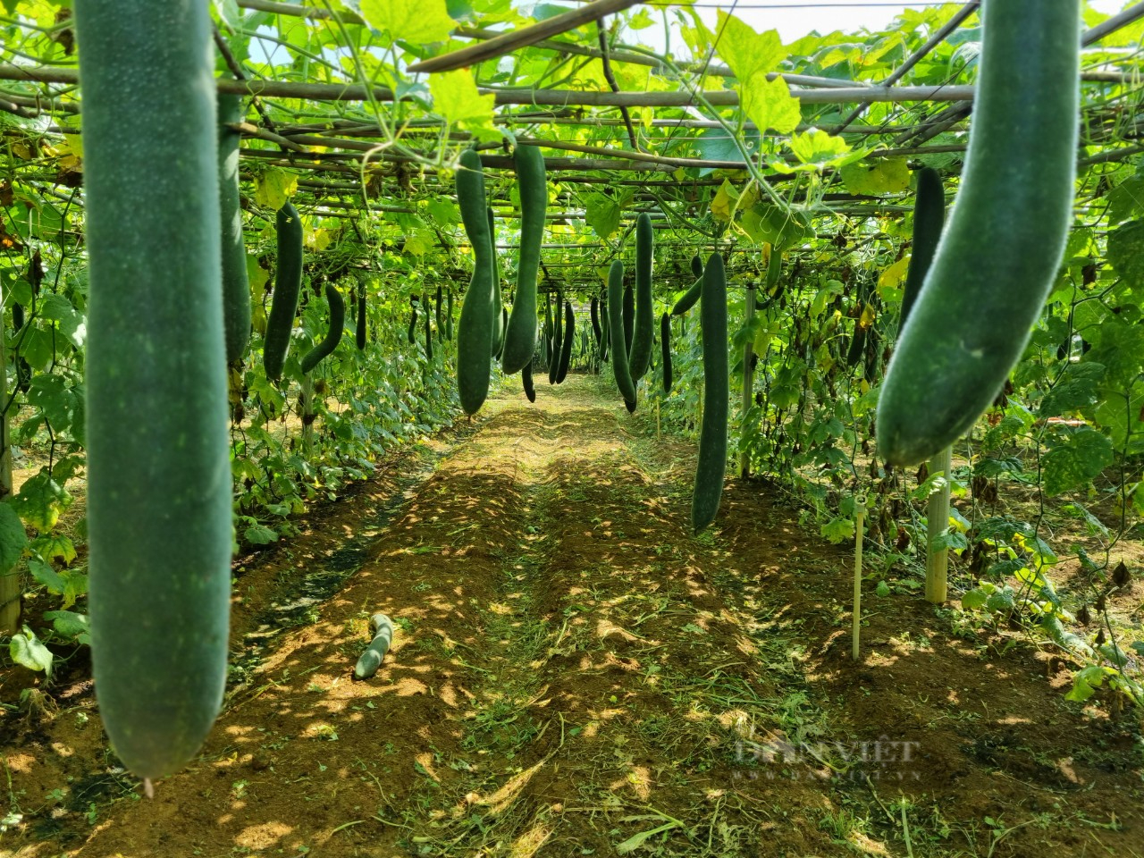 Nông dân ở Sơn La lãi hàng trăm triệu nhờ trồng rau quả liên kết với doanh nghiệp - Ảnh 2.