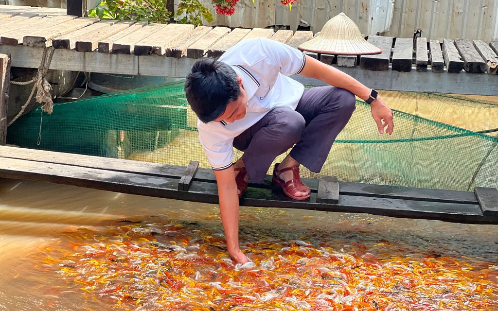 Đến Cồn Sơn ở Cần Thơ thò tay xuống đụng cá Koi, xem cá lóc bay, một người Hải Phòng hé lộ điều này