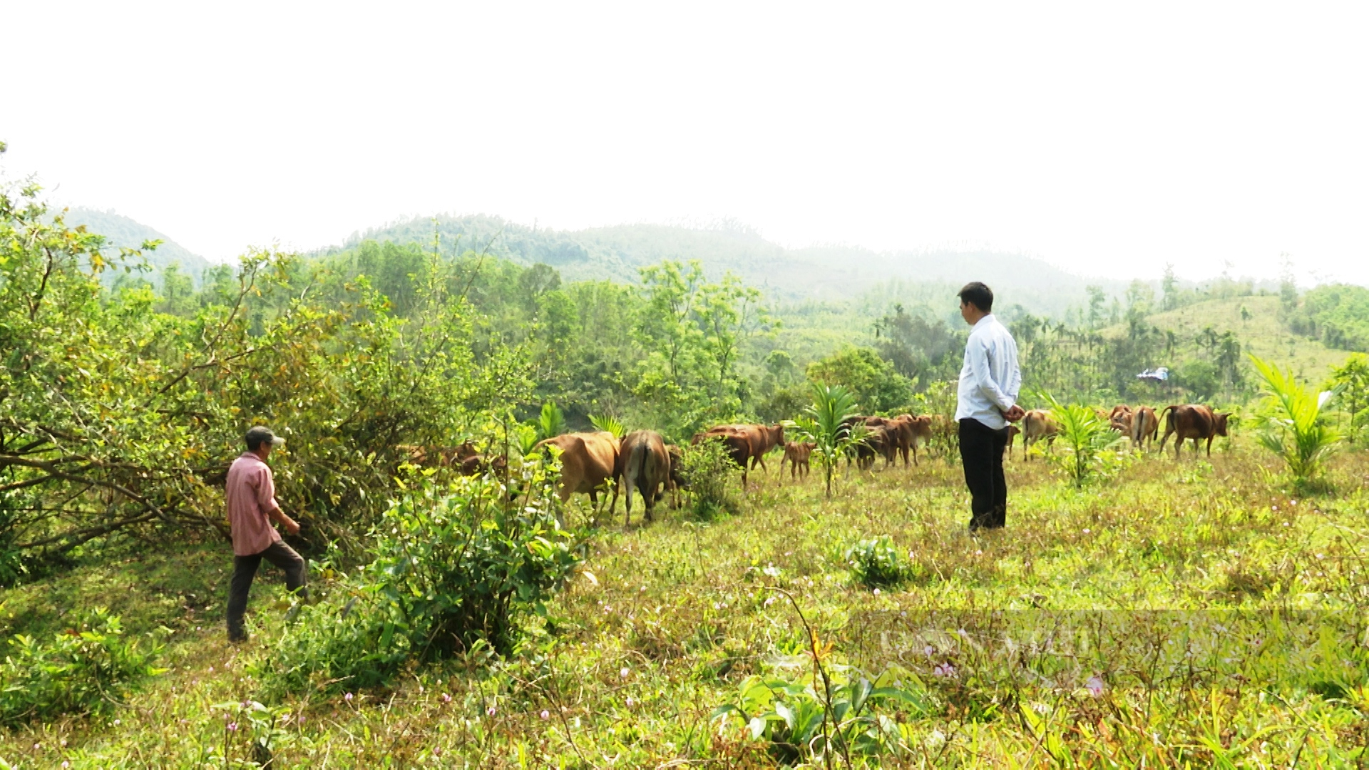 Quảng Nam: Cựu chiến binh nuôi con 4 chân ăn toàn cỏ với rơm, thả rông ngoài vườn thu tiền trăm triệu - Ảnh 1.