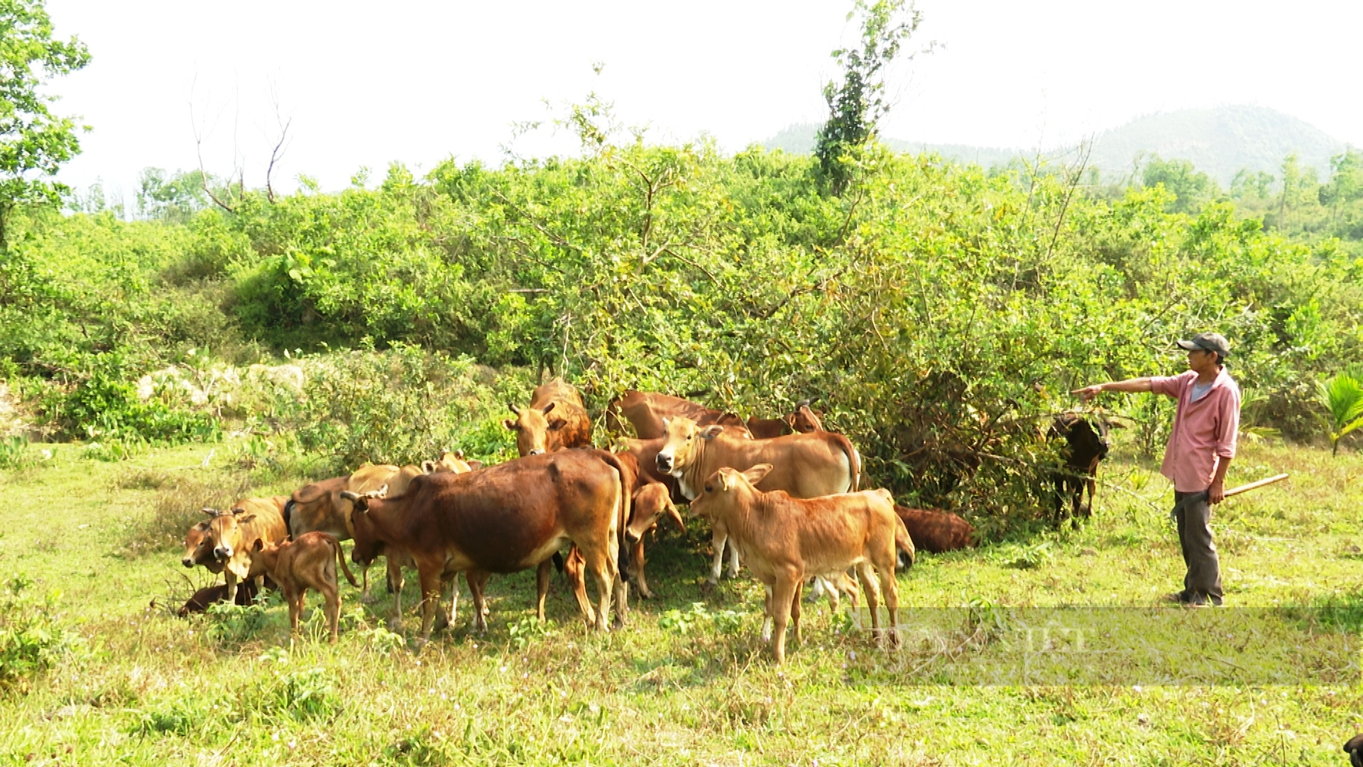 Quảng Nam: Cựu chiến binh nuôi con 4 chân ăn toàn cỏ với rơm, thả rông ngoài vườn thu tiền trăm triệu - Ảnh 2.