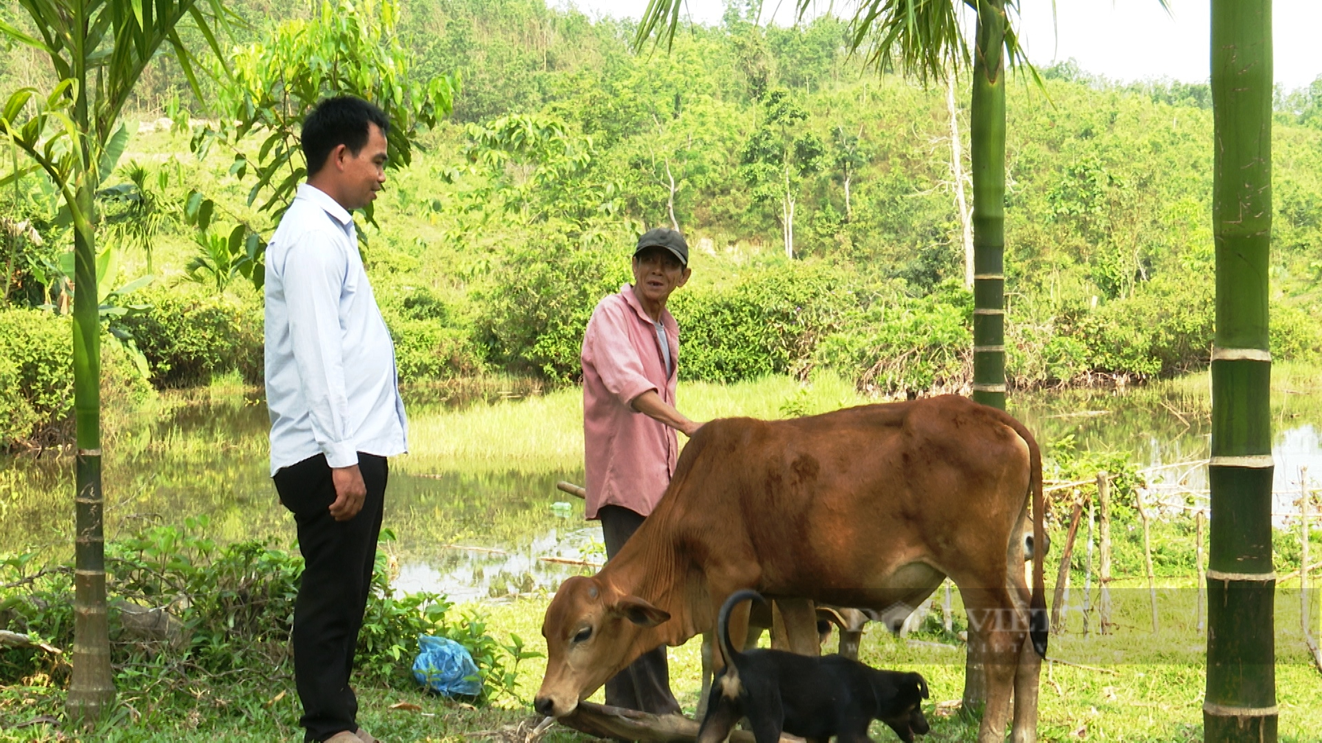 Quảng Nam: Cựu chiến binh nuôi con 4 chân ăn toàn cỏ với rơm, thả rông ngoài vườn thu tiền trăm triệu - Ảnh 3.