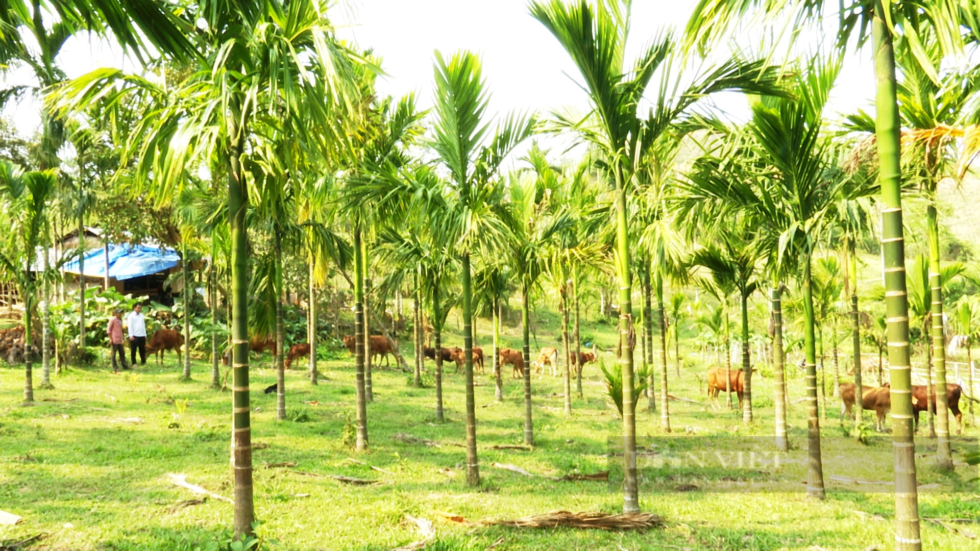 Quảng Nam: Cựu chiến binh nuôi con 4 chân ăn toàn cỏ với rơm, thả rông ngoài vườn thu tiền trăm triệu - Ảnh 4.