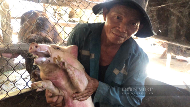 Quảng Ngãi: Thú y tỉnh lên tiếng về lợn chết hàng loạt do tiêm vắc xin Dịch tả lợn Châu Phi  - Ảnh 1.