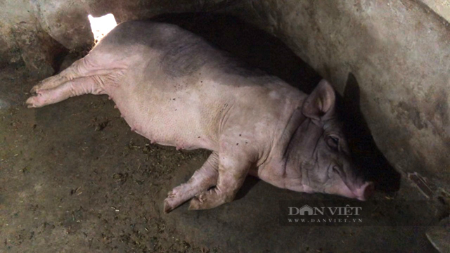 Quảng Ngãi: Thú y tỉnh lên tiếng về lợn chết hàng loạt do tiêm vắc xin Dịch tả lợn Châu Phi  - Ảnh 3.