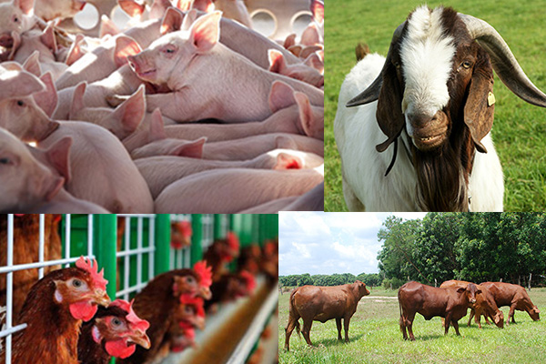Bộ NNPTNT đề xuất một loạt chính sách hỗ trợ nâng cao hiệu quả chăn nuôi - Ảnh 1.