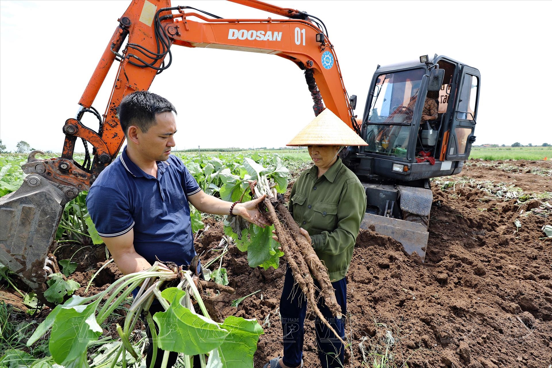 Hải Dương: Trồng cây lạ ngưu bàng lá to như cái quạt, củ dài cả mét, muốn đào lên phải dùng máy xúc - Ảnh 3.