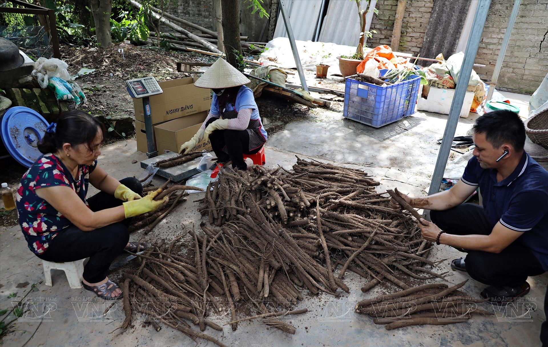 Hải Dương: Trồng cây lạ ngưu bàng lá to như cái quạt, củ dài cả mét, muốn đào lên phải dùng máy xúc - Ảnh 5.