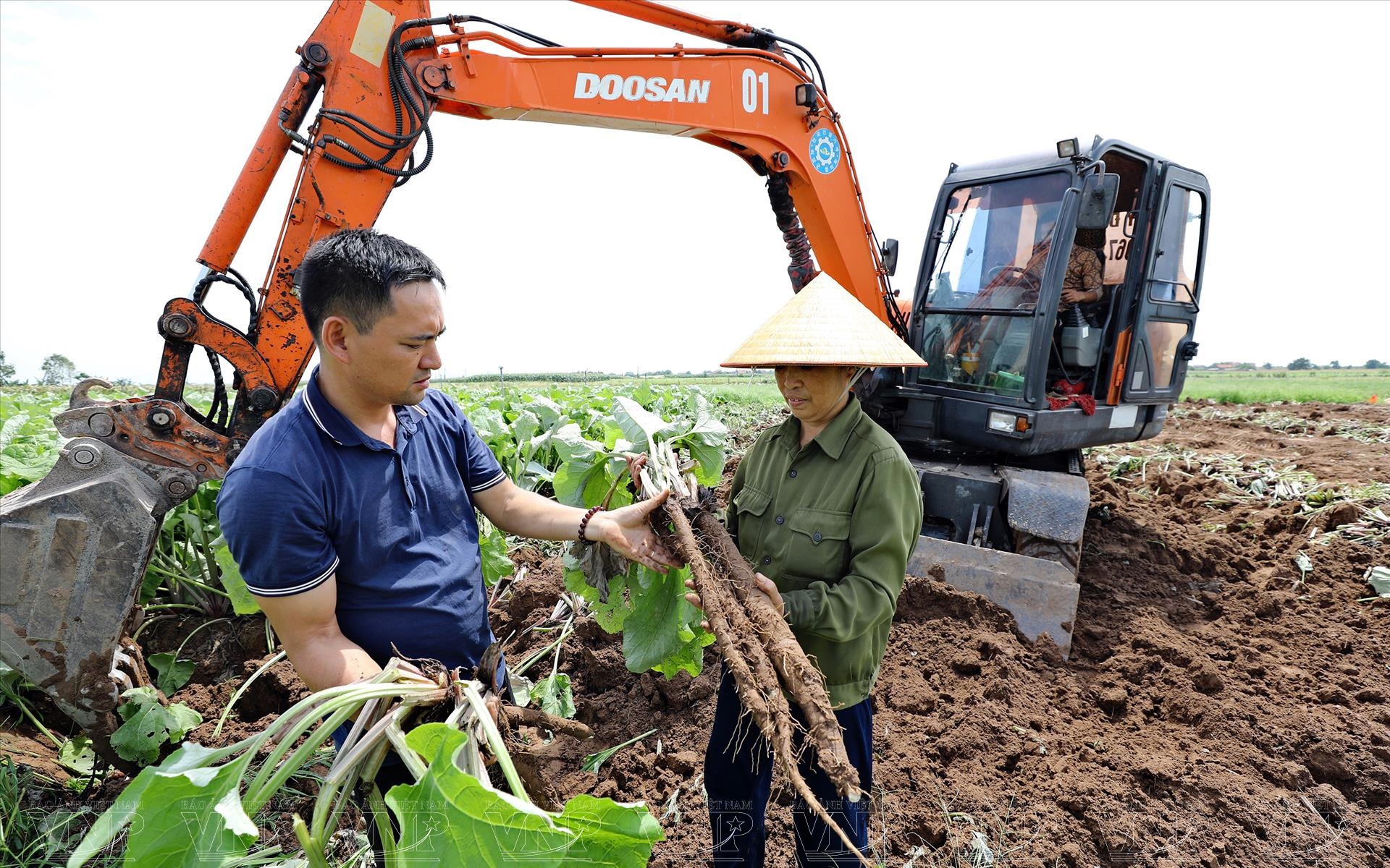 Hải Dương: Trồng cây lạ ngưu bàng lá to như cái quạt, củ dài cả mét, muốn đào lên phải dùng máy xúc