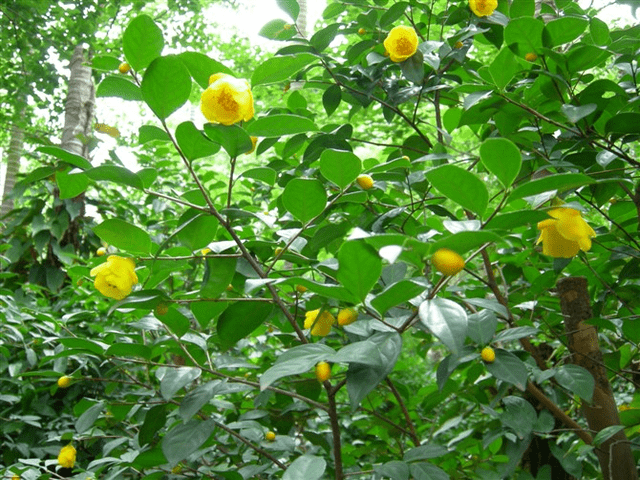 Đừng bỏ qua cây cảnh quý hiếm, đẹp rực rỡ này, có thể dùng làm thuốc, mang pha trà cũng rất thơm - Ảnh 6.