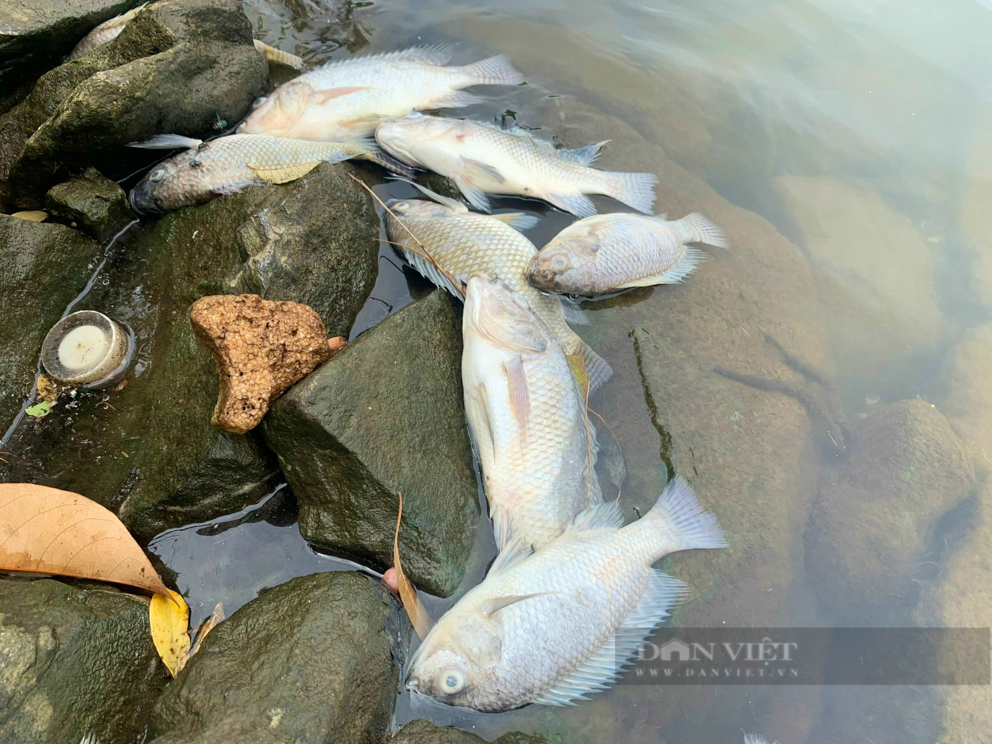 Vụ cá chết bất thường ở hồ nước tại Quảng Bình: Nguyên nhân không phải do nguồn nước - Ảnh 3.