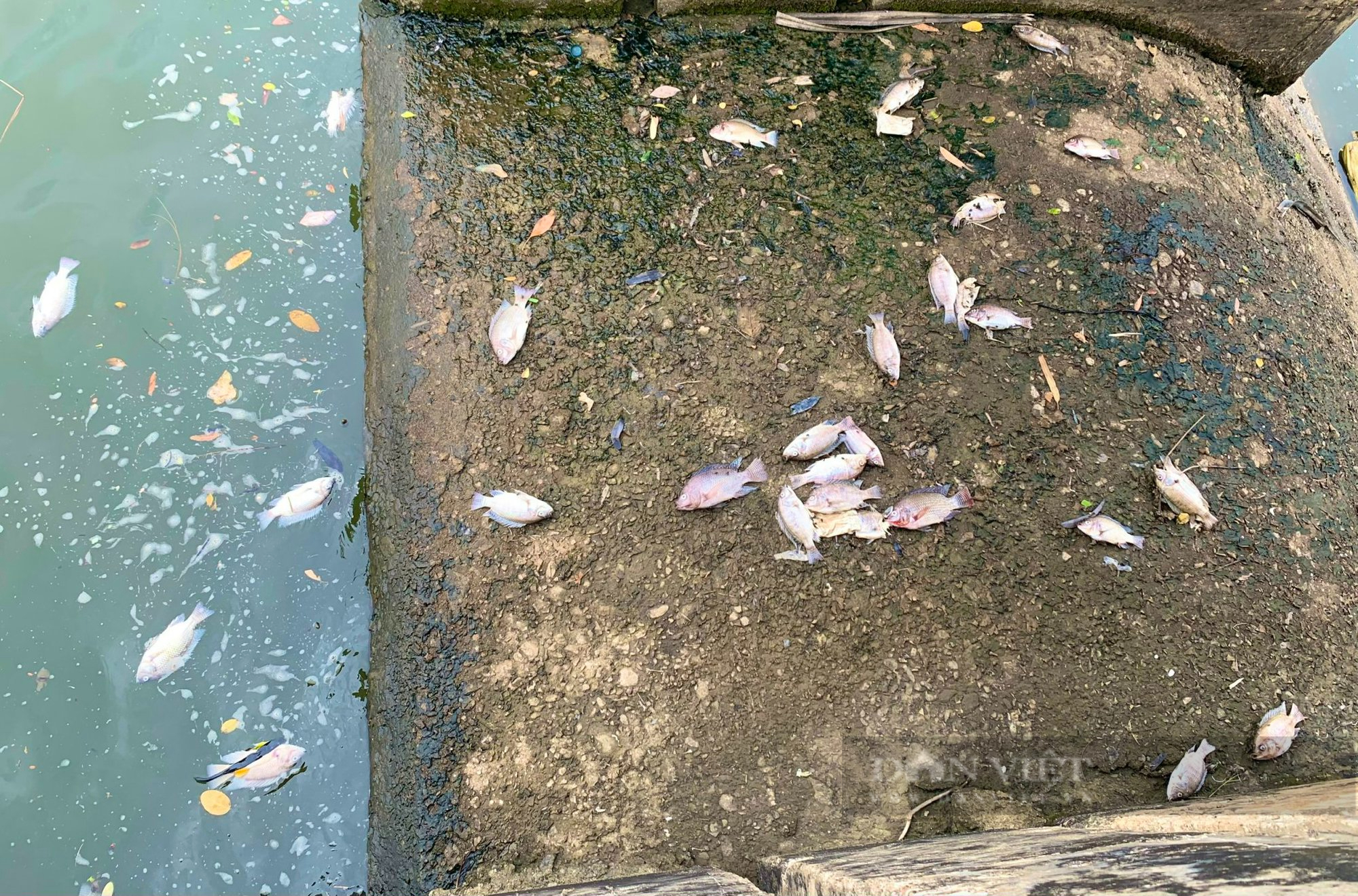 Vụ cá chết bất thường ở hồ nước tại Quảng Bình: Nguyên nhân không phải do nguồn nước - Ảnh 2.