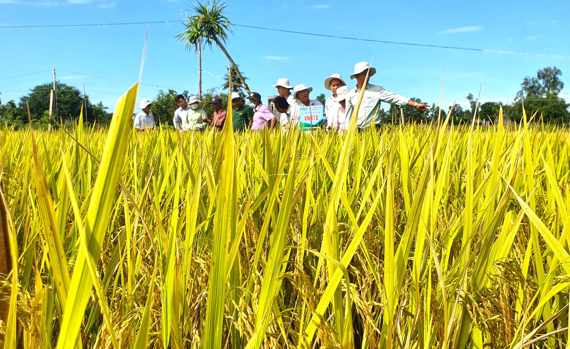 Nông dân Quảng Ngãi trầm trồ với các bộ giống lúa Vinaseed  - Ảnh 2.