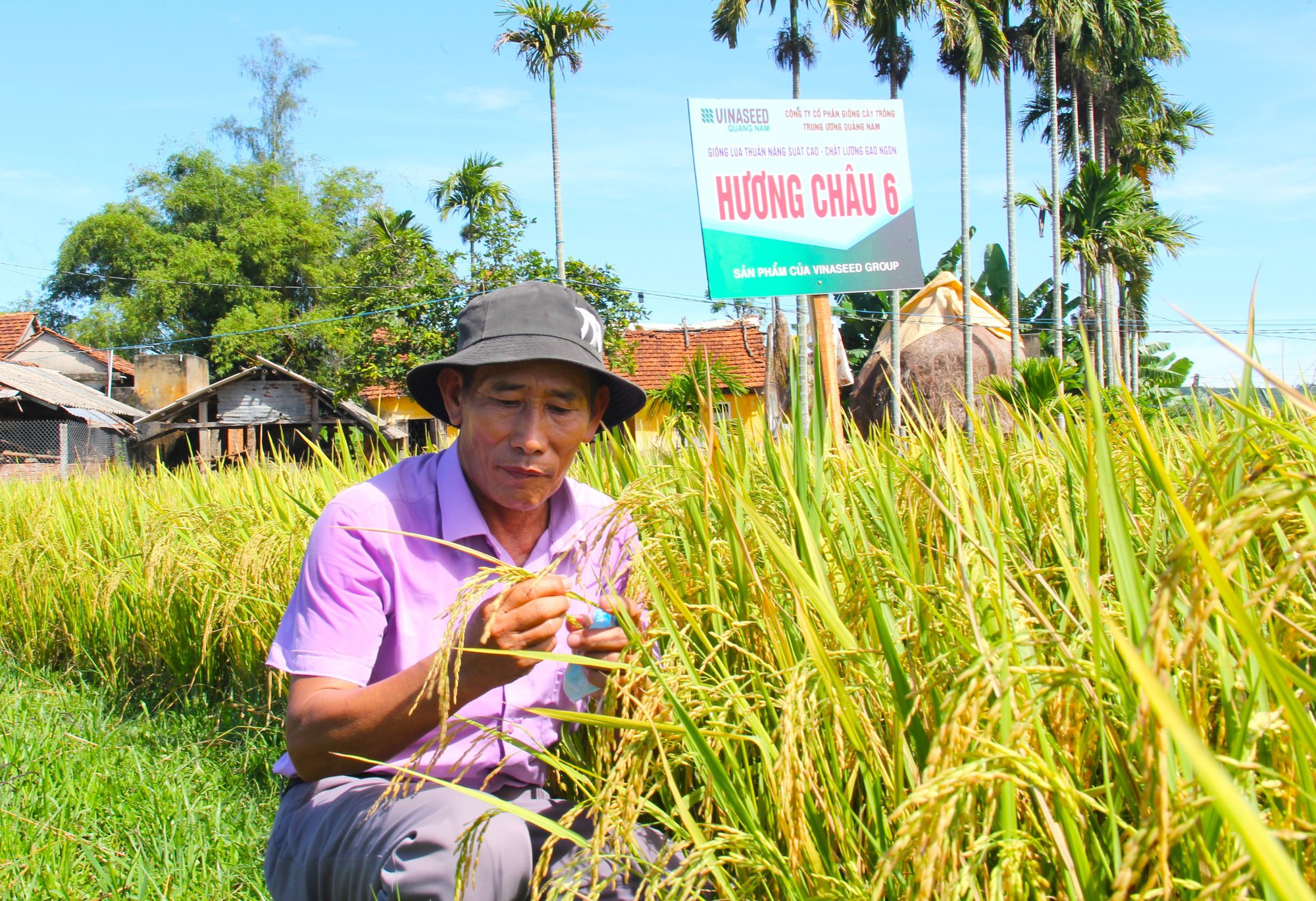 Nông dân Quảng Ngãi trầm trồ với các bộ giống lúa Vinaseed  - Ảnh 1.