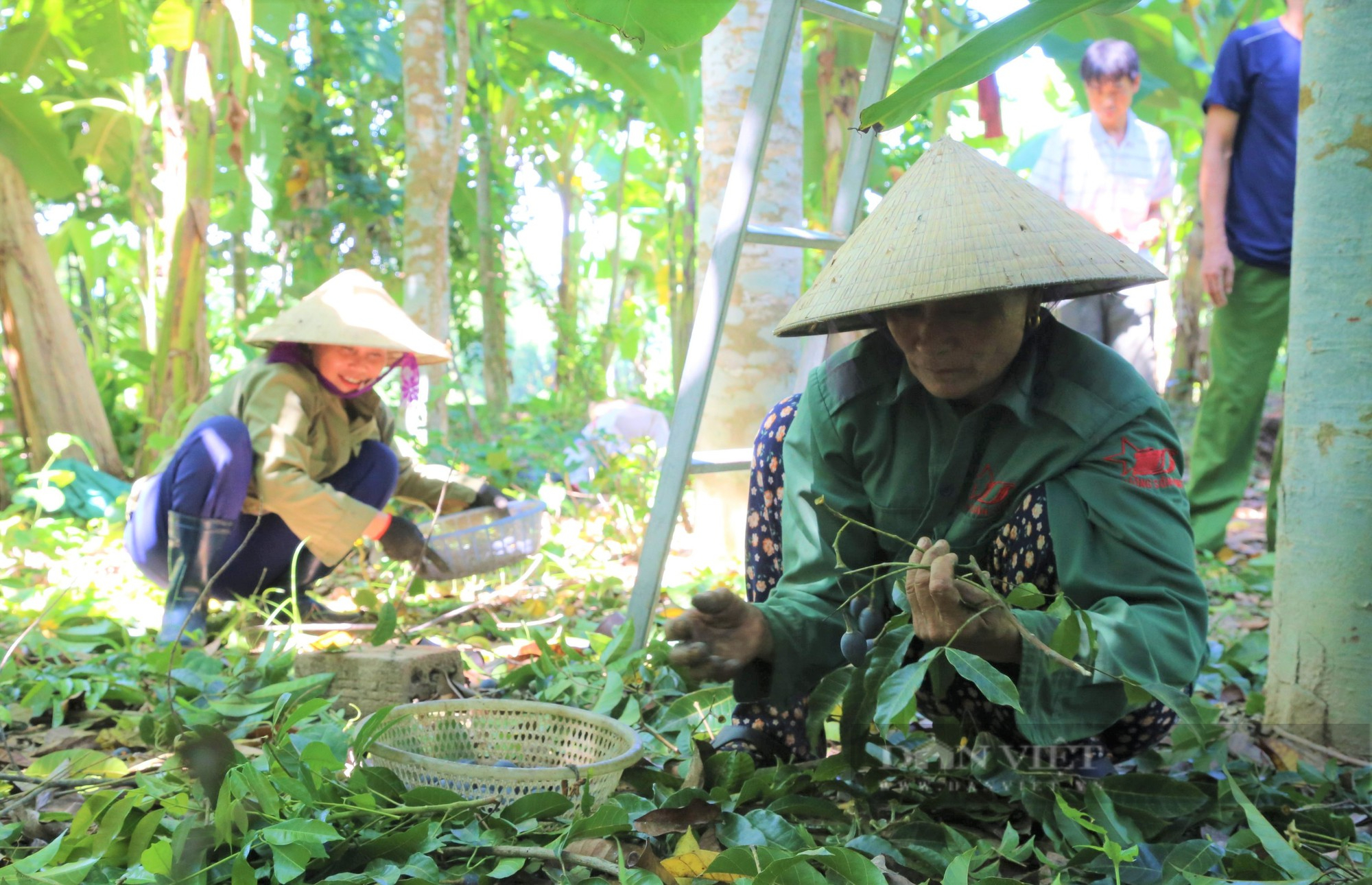 Hà Tĩnh: Loại cây cổ thụ có quả đen sì, to bằng ngón chân cái, giá 100.000 đồng/kg vẫn “cháy” hàng - Ảnh 10.