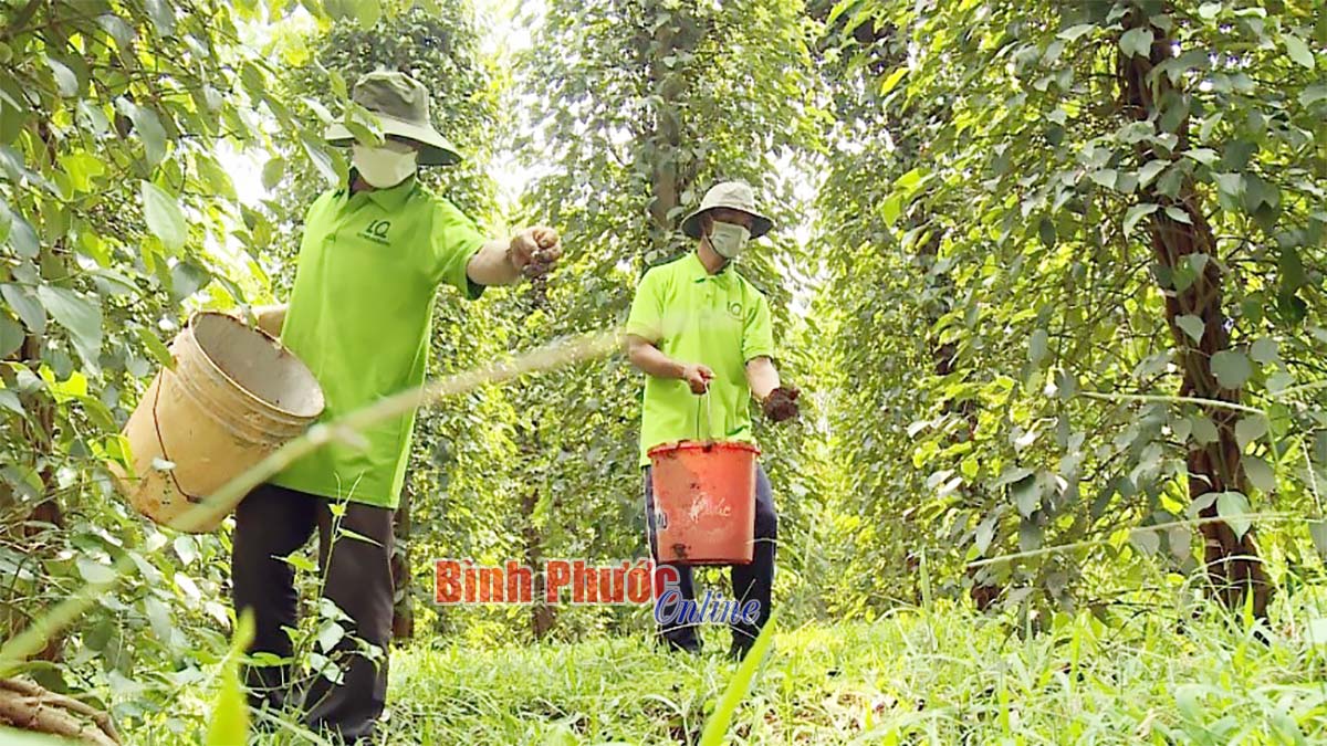 &quot;Bão giá&quot; phân bón, thuốc bảo vệ thực vật &quot;ập tới&quot;, nông dân nơi này xoay sở ra sao? - Ảnh 2.