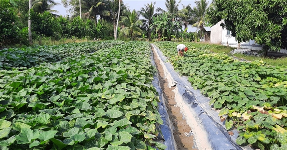 Trồng một công giống bí ruột đỏ, nông dân Hậu Giang cứ thu 12 triệu là lãi ròng 10 triệu/vụ - Ảnh 1.