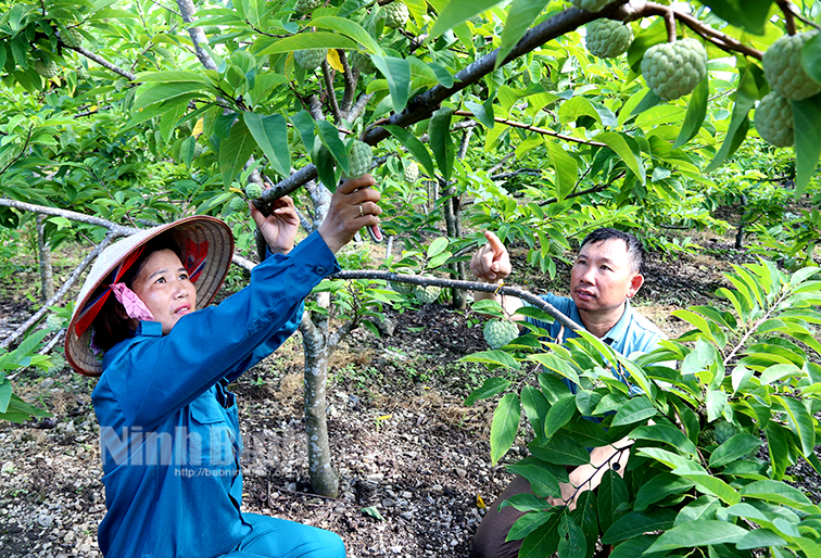 Ninh Bình: Ở vùng đất &quot;chó ăn đá gà ăn sỏi&quot;, trồng na được mùa được giá, nông dân mừng như trúng số - Ảnh 1.