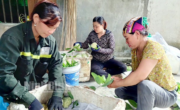 Ninh Bình: Ở vùng đất &quot;chó ăn đá gà ăn sỏi&quot;, trồng na được mùa được giá, nông dân mừng như trúng số - Ảnh 3.