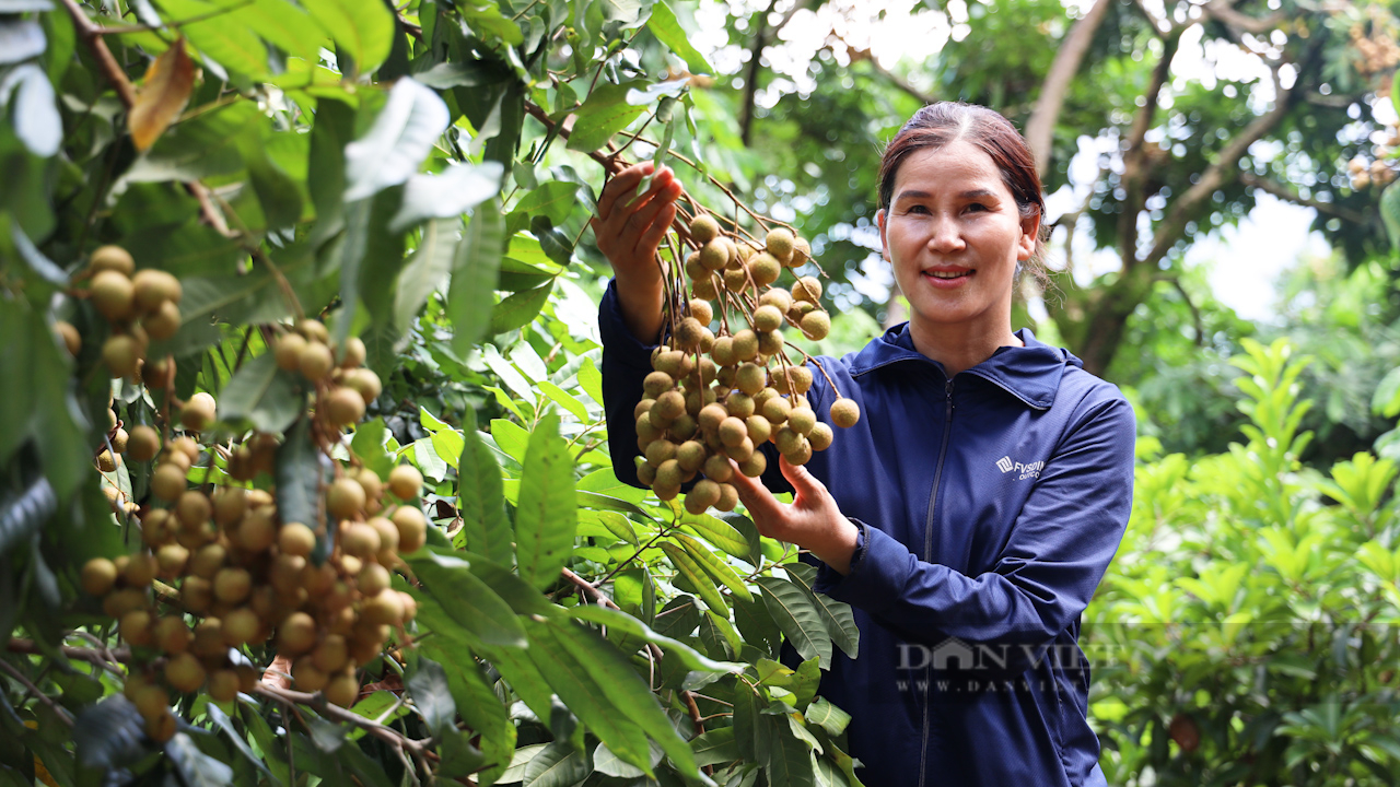 Người nông dân biến đồi hoang thành vườn nhãn bạc tỷ - Ảnh 3.