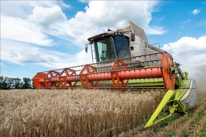 Ukraine cần xuất khẩu 50 triệu tấn ngũ cốc - Ảnh 1.