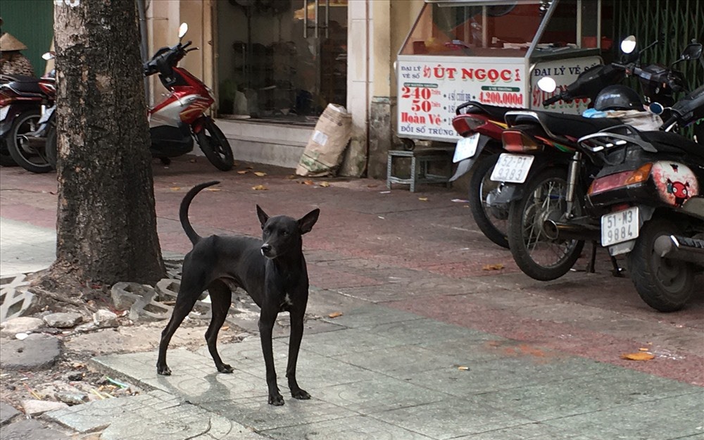 Chó thả rông ở TP.HCM (bài 1): Gây ô nhiễm môi trường, tấn công người, để lại nỗi ám ảnh dai dẳng