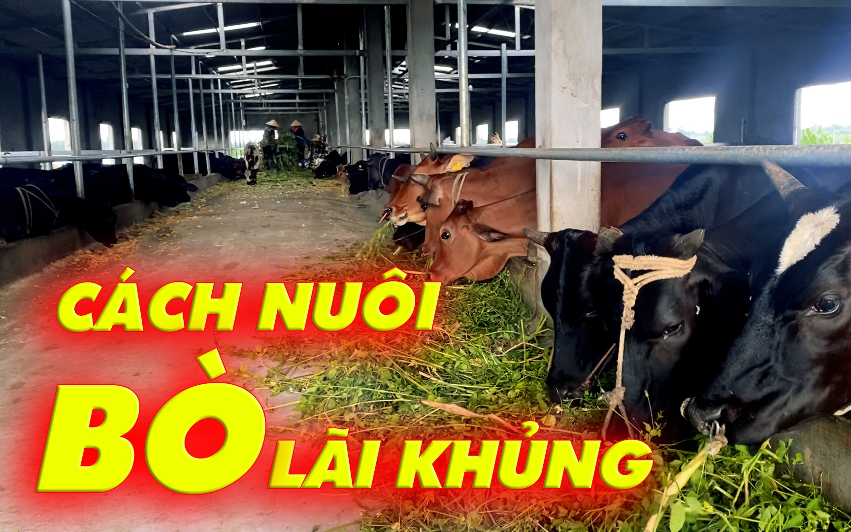 Bỏ phố về làng, trai quê Hải Dương táo bạo nuôi bò 3B sinh sản thu nhập 600tr/năm
