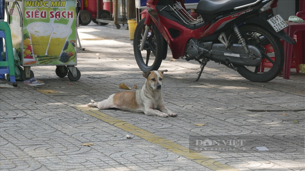Chó thả rông ở TP.HCM (bài 2): Nạn nhân bị tổn thương thể chất, tâm lý nặng nề - Ảnh 8.