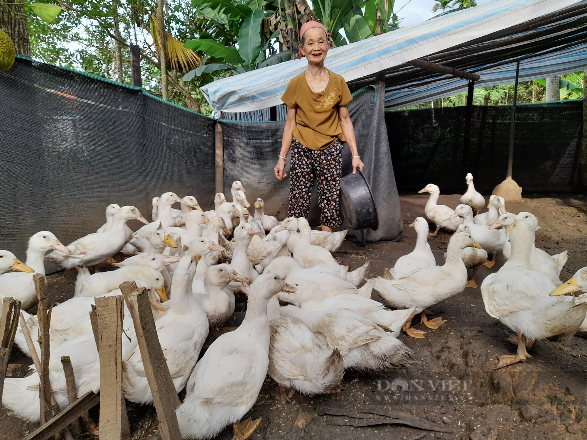 Nông dân nghèo Thanh Hóa tăng thu nhập nhờ được hỗ trợ chăn nuôi vịt theo chuỗi giá trị - Ảnh 1.