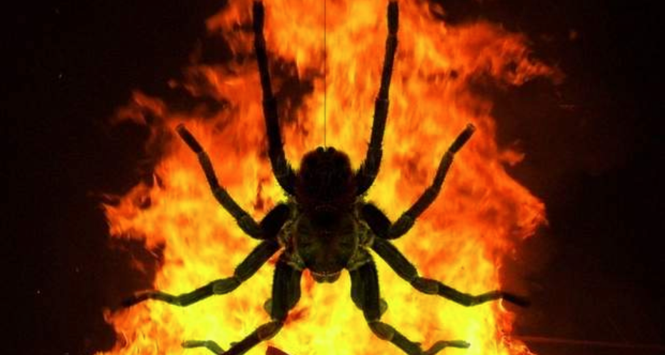 Người đàn ông gây cháy rừng vì cố đốt chết... một con nhện - Ảnh 1.