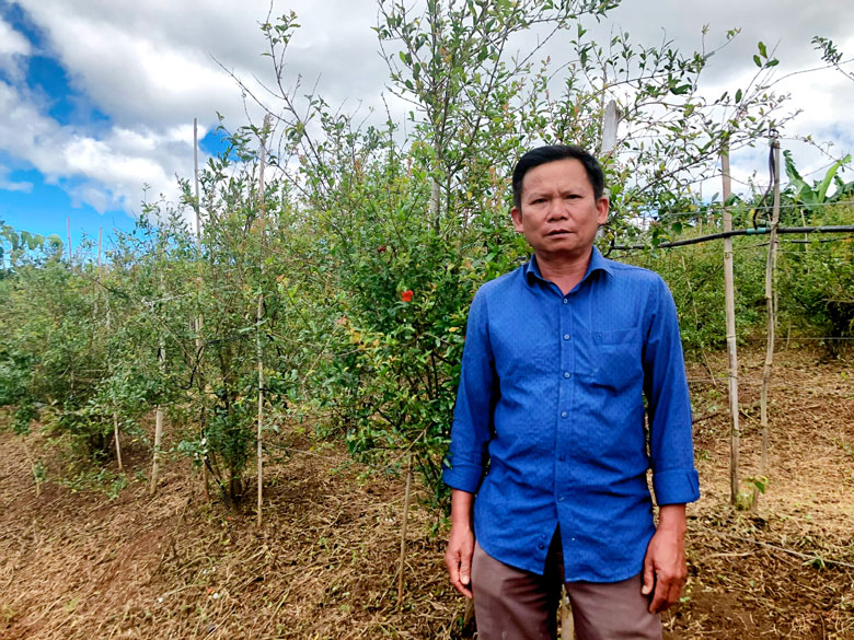Một ông nông dân Lâm Đồng thu hàng tỷ nhờ mô hình trồng cây lựu đỏ Ấn Độ - Ảnh 1.