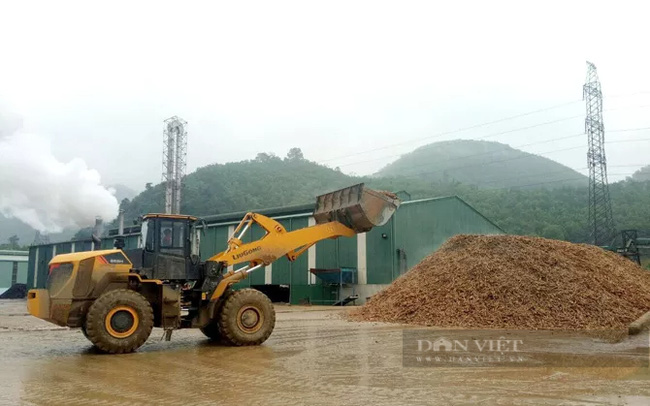 Trung Quốc chậm nhận hàng, chủ hàng Việt Nam phải giảm giá bán tinh bột sắn - Ảnh 1.