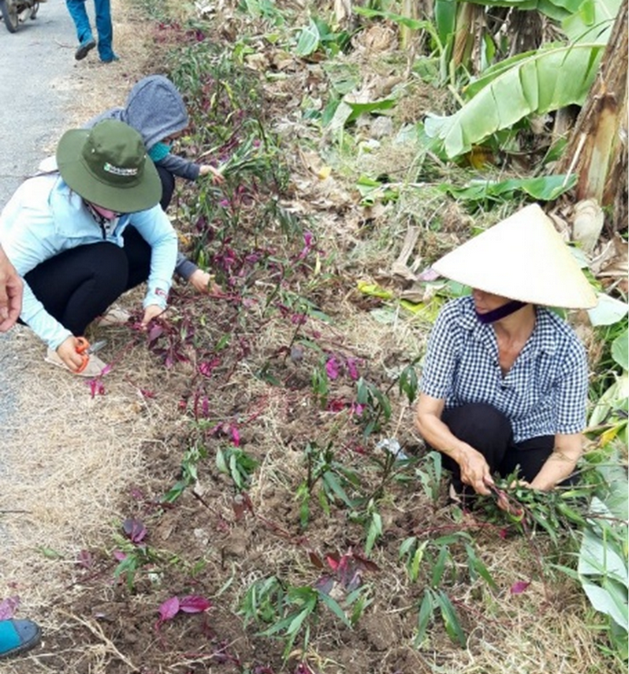 Cùng nhau trồng tuyến đường hoa nông thôn mới ở Vĩnh Long, ai đi qua cũng thích mê tơi - Ảnh 2.