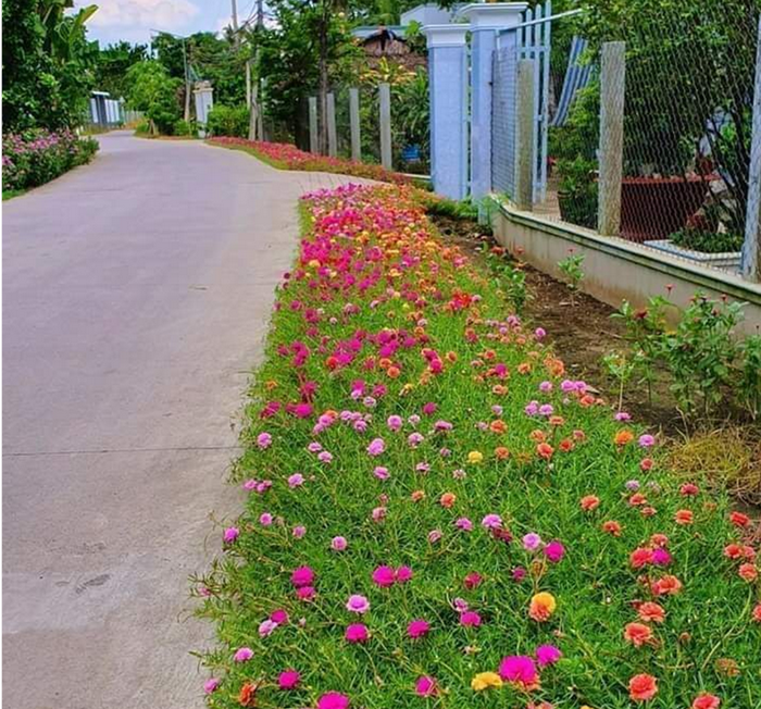 Cùng nhau trồng tuyến đường hoa nông thôn mới ở Vĩnh Long, ai đi qua cũng thích mê tơi - Ảnh 3.