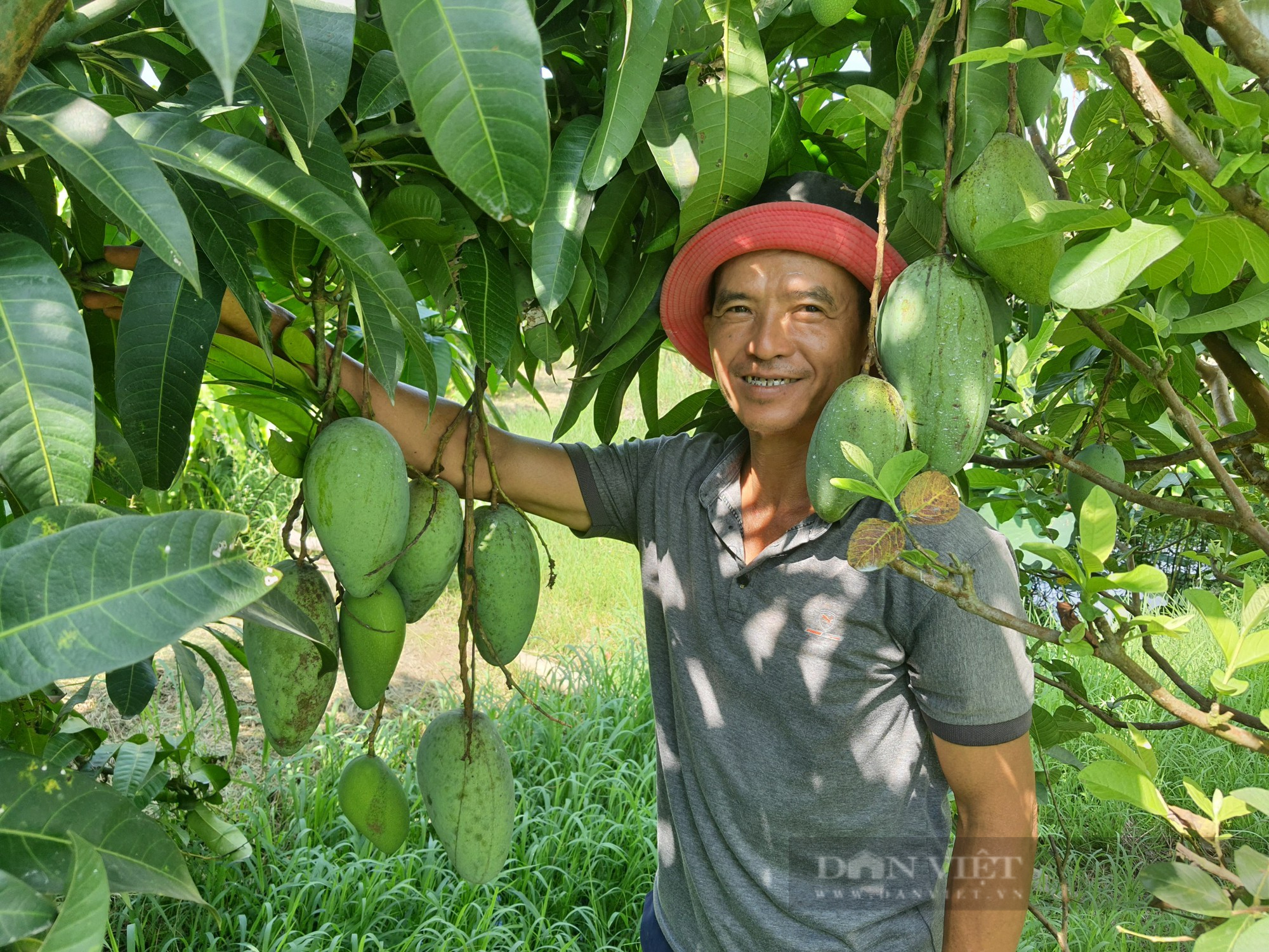 Quảng Nam: Đại Lộc hái “quả ngọt” từ mô hình chuyển đổi cơ cấu cây trồng phù hợp - Ảnh 2.