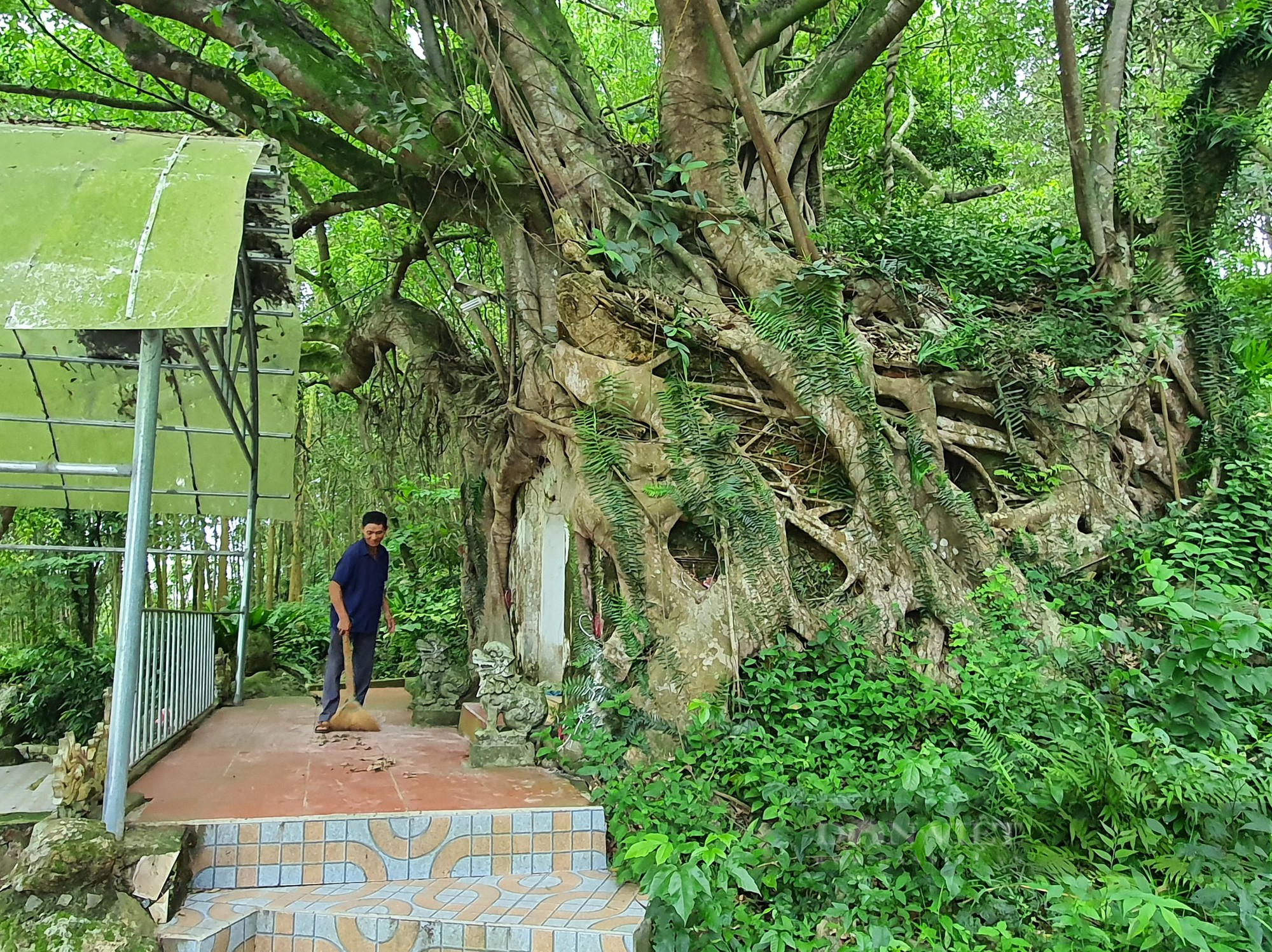 Thanh Hóa: Ngôi miếu cổ kỳ lạ nằm gọn trong lòng &quot;cụ cây&quot; khổng lồ - Ảnh 7.