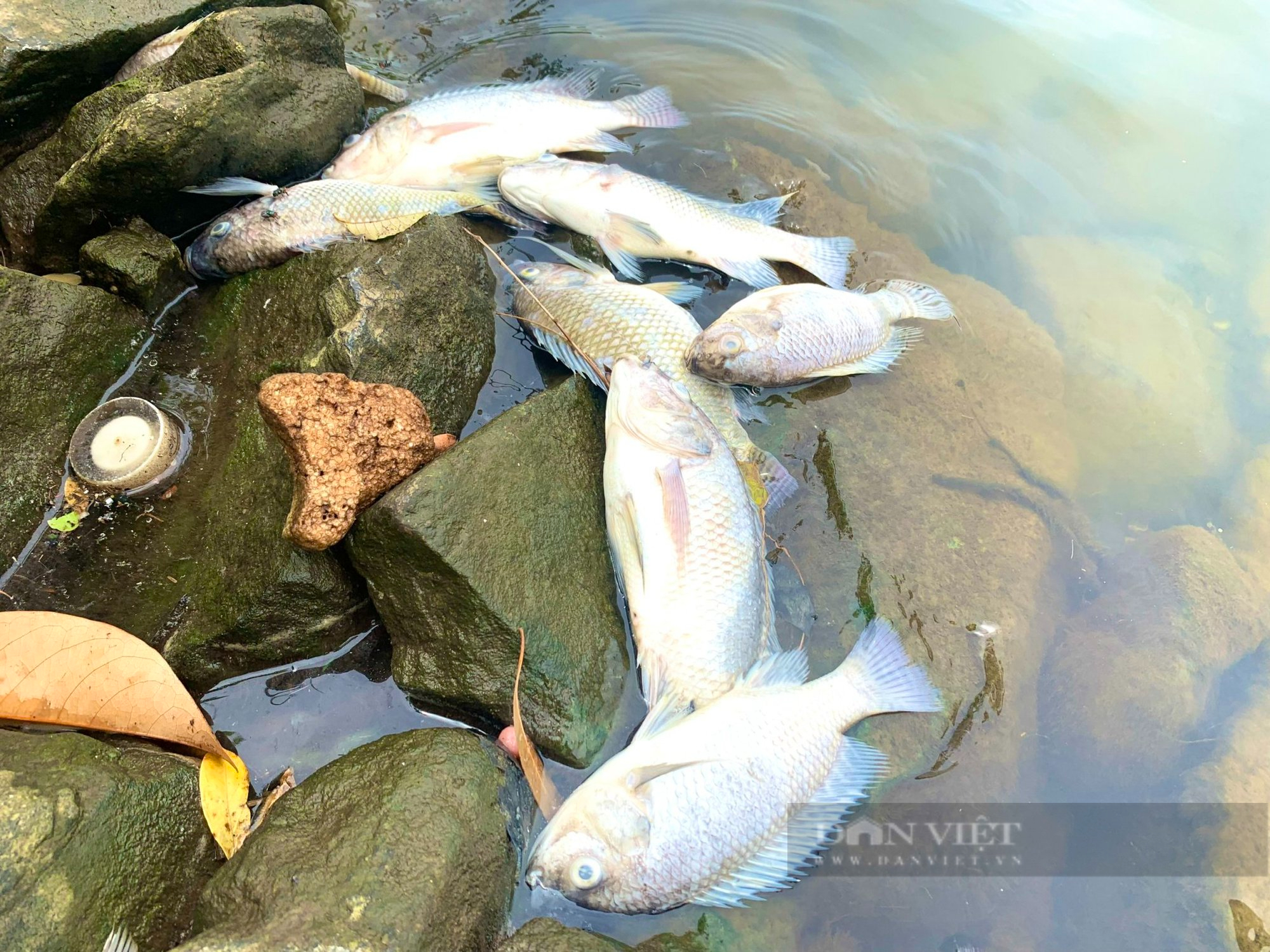 Quảng Bình: Cá chết hàng loạt trong hồ nước cạnh dự án Nhiệt điện Quảng Trạch - Ảnh 4.