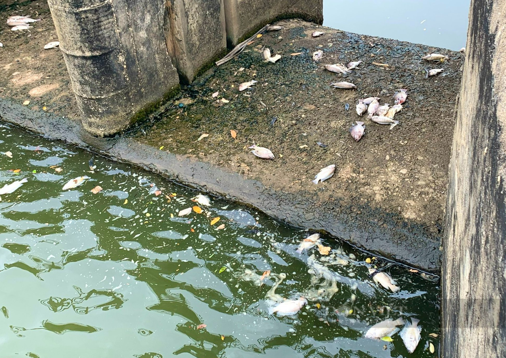 Quảng Bình: Cá chết hàng loạt trong hồ nước cạnh dự án Nhiệt điện Quảng Trạch - Ảnh 2.