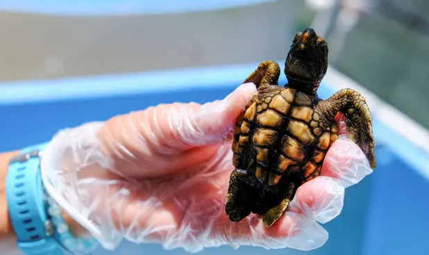 Nóng lên toàn cầu khiến 99% rùa biển được sinh ra đều là con cái - Ảnh 1.