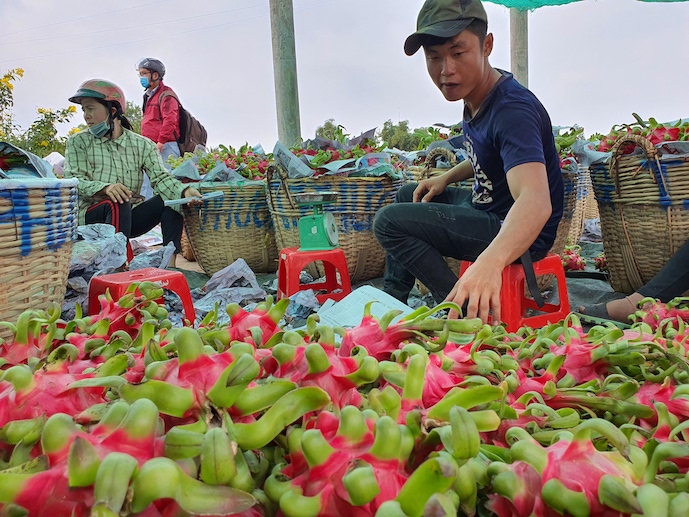 Đây là lý do nhiều nông sản Việt Nam phải chờ gần 2 tháng mới được thông quan khi sang Úc - Ảnh 1.