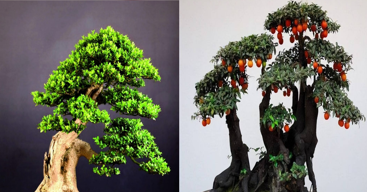 3 cây cảnh bonsai quý tộc, khí chất phi thường, giá trị cao, mang thịnh vượng, sung túc vào nhà