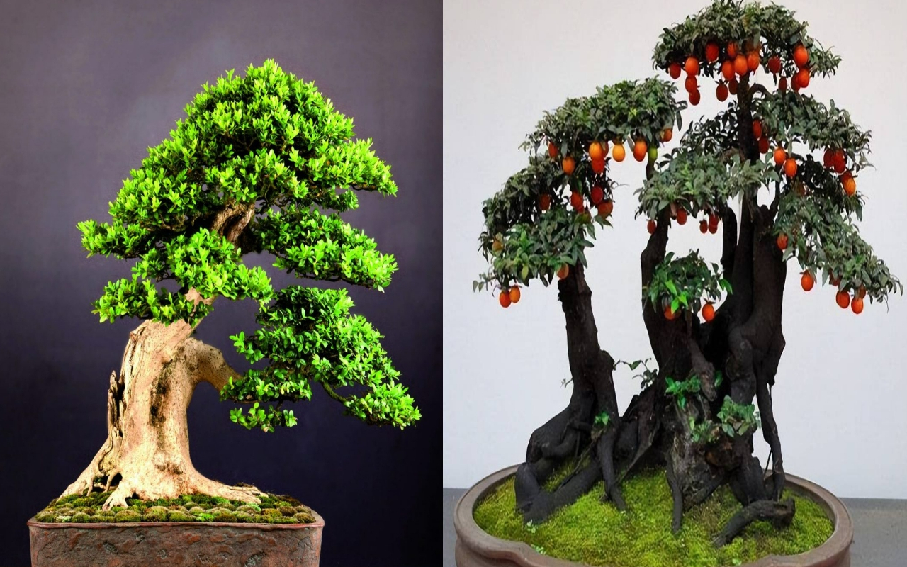 3 cây cảnh bonsai quý tộc, khí chất phi thường, giá trị cao, mang thịnh vượng, sung túc vào nhà