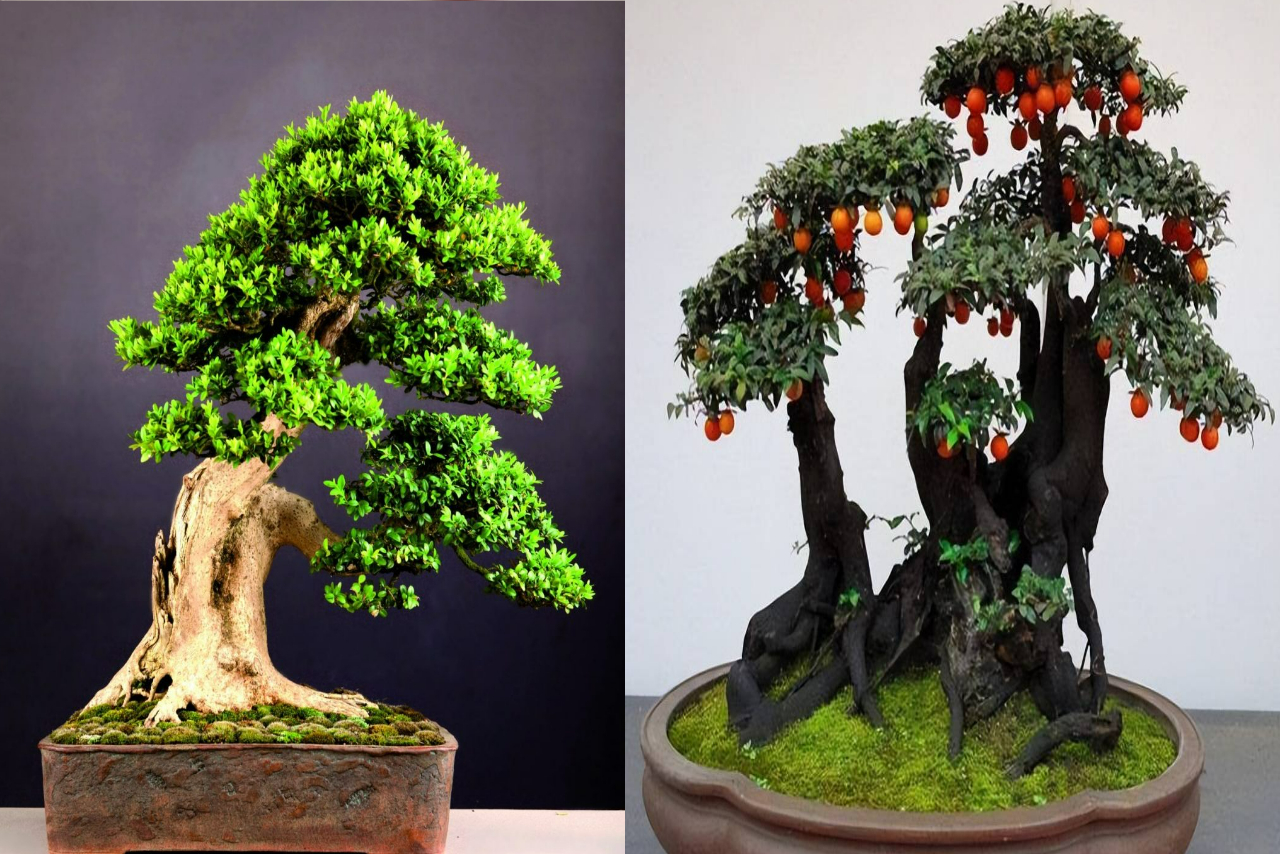 3 cây cảnh bonsai quý tộc, khí chất phi thường, giá trị cao, mang thịnh  vượng, sung túc vào nhà