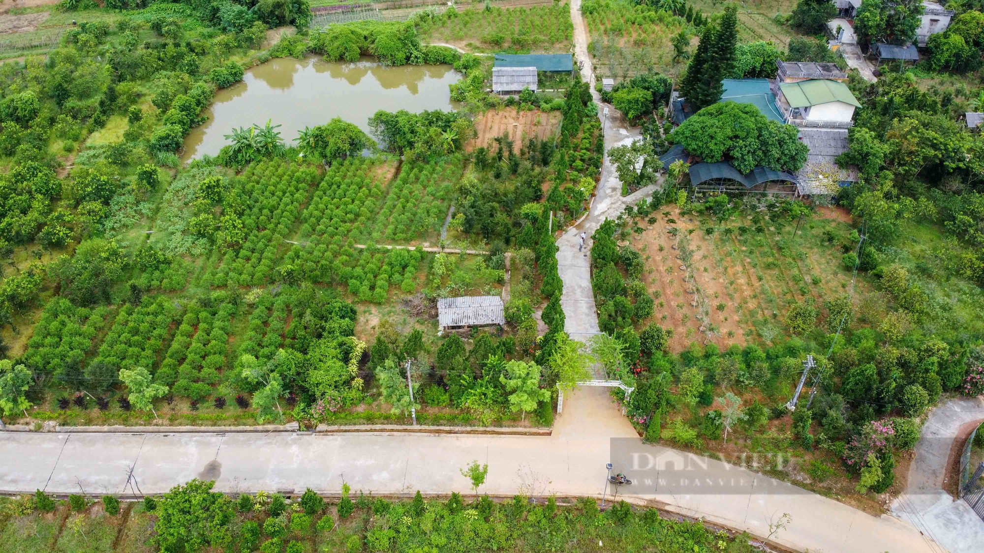 Ngắm vườn cây tùng la hán tiền tỷ của nông dân Hà Giang - Ảnh 1.