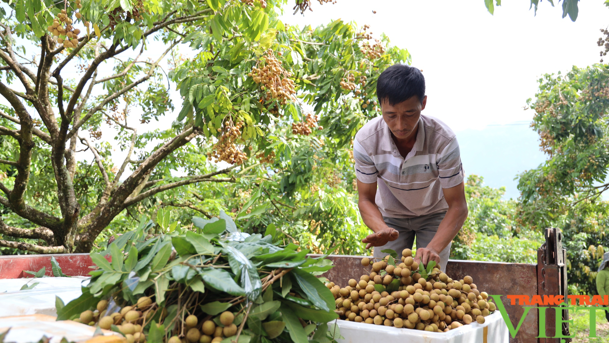 Nông dân Tây Bắc: Đồng hành cùng nông dân phát triển kinh tế - Ảnh 6.