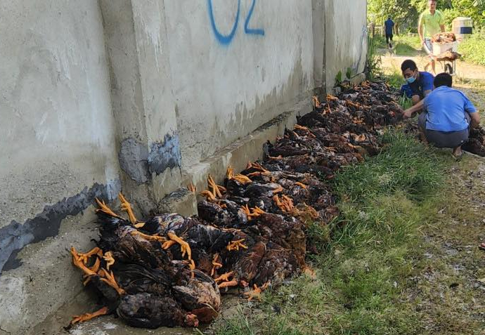 Phú Thọ: Chủ trang trại mất trắng hơn 15.000 con gà vì sự cố điện - Ảnh 2.