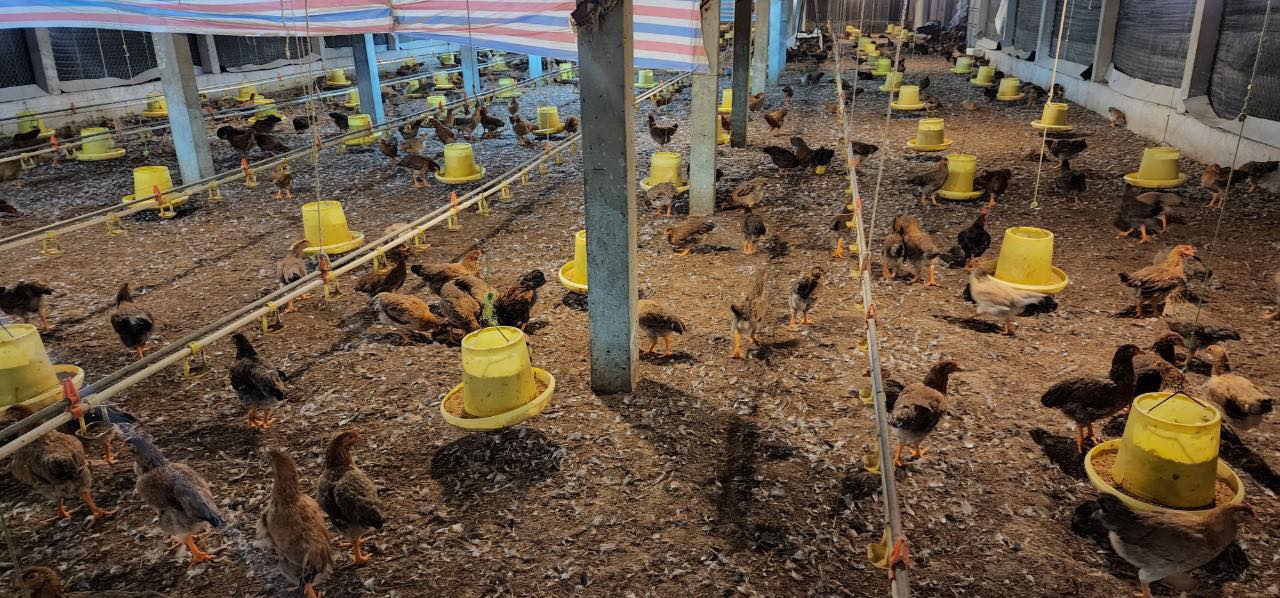 Phú Thọ: Chủ trang trại mất trắng hơn 15.000 con gà vì sự cố điện - Ảnh 3.