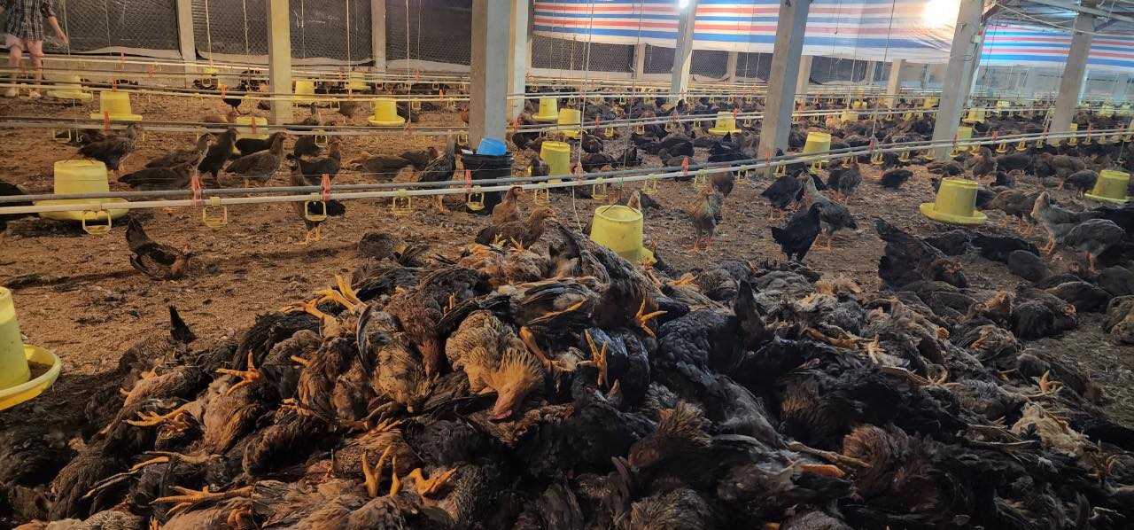 Phú Thọ: Chủ trang trại mất trắng hơn 15.000 con gà vì sự cố điện - Ảnh 1.