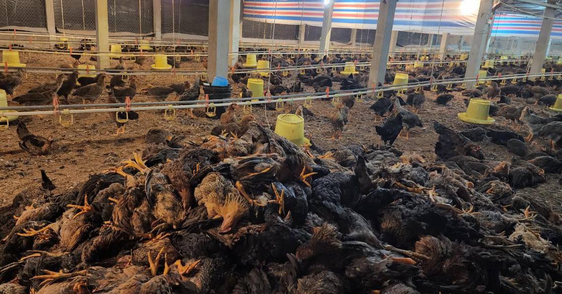 Mất trắng 15.000 con gà, thiệt hại 2,5 tỷ đồng vì sự cố... mất điện