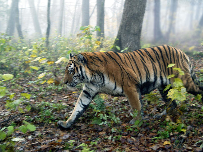 Thực hư thông tin gặp hổ trong vườn quốc gia Phong Nha – Kẻ Bàng - Ảnh 2.